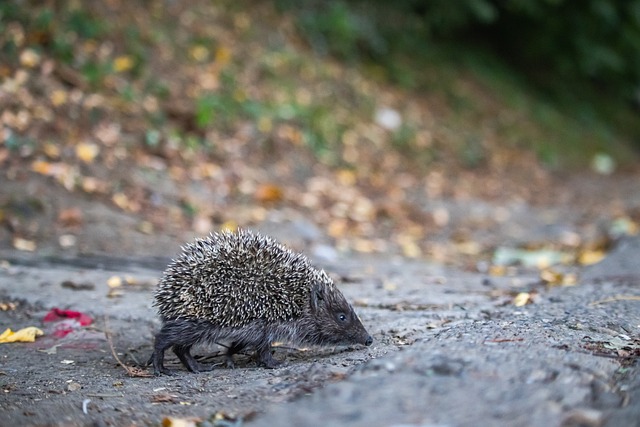 雄鹿官方：AJ·格林左肩挫伤，本场对阵76人不会回归